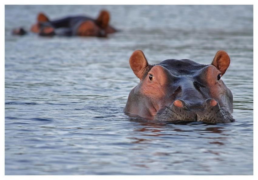 Hippo Hippopotamus Animal Look