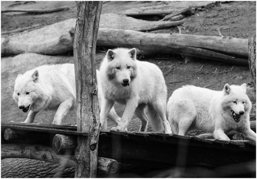 Black and white photo of three Arctic wolves stand