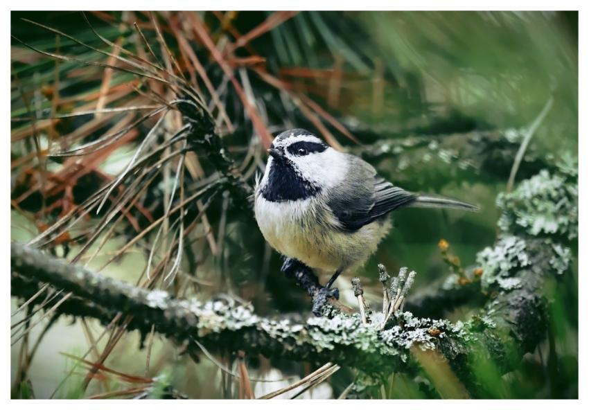 Mountain Chickadee Bird Animal Wildlife
