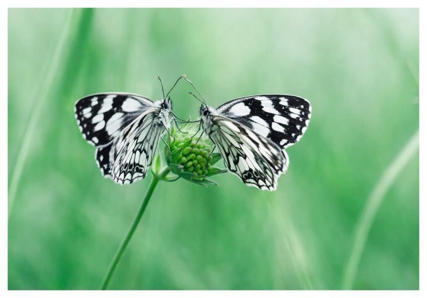 Checkerboard Butterfly Pollination Insect