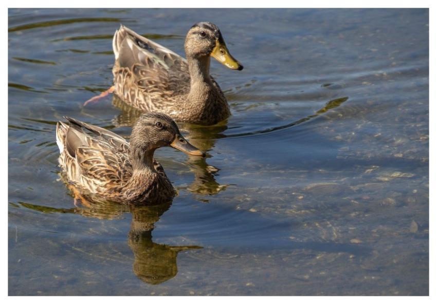 Mallard Ducks Waterbirds Nature
