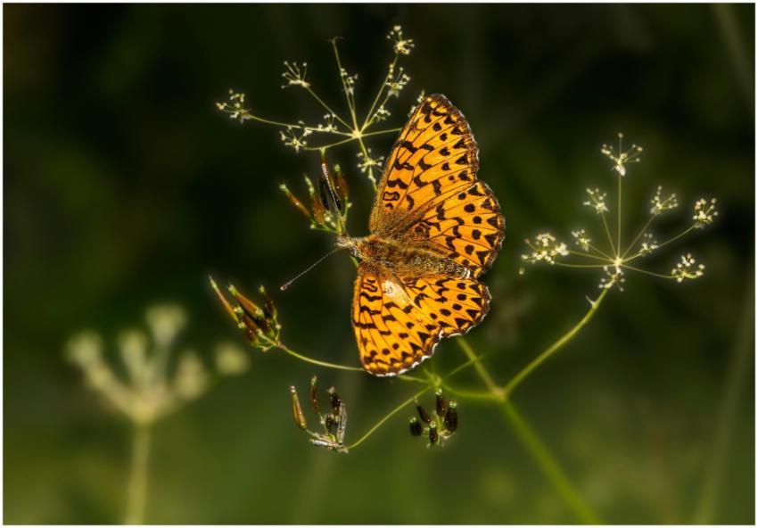 Close-up of a vibrant orange butterfly perched on