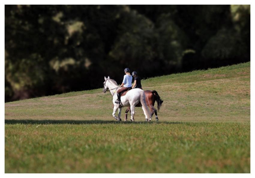 Ride Out Horse Riding Equestrian Horses