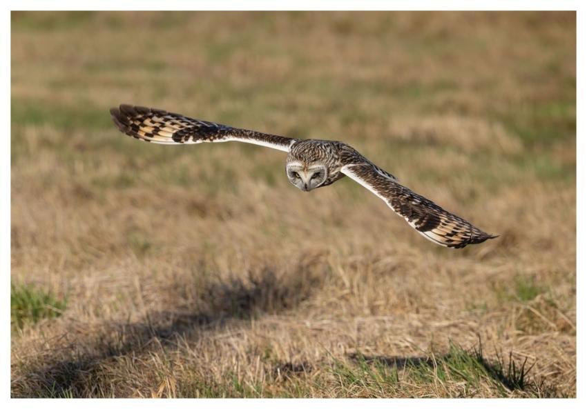 Short-Eared Owl Owl Bird Nature
