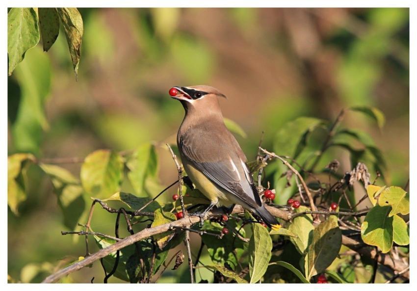 Cedar Waxwing Bird Nature Wildlife