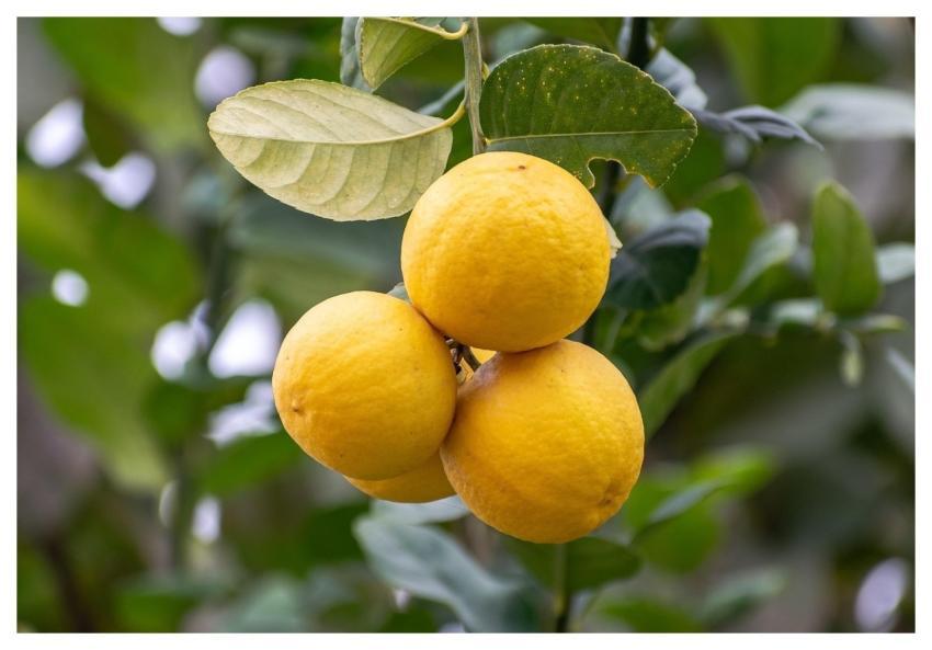 Lemons Ripe Sour Citrus