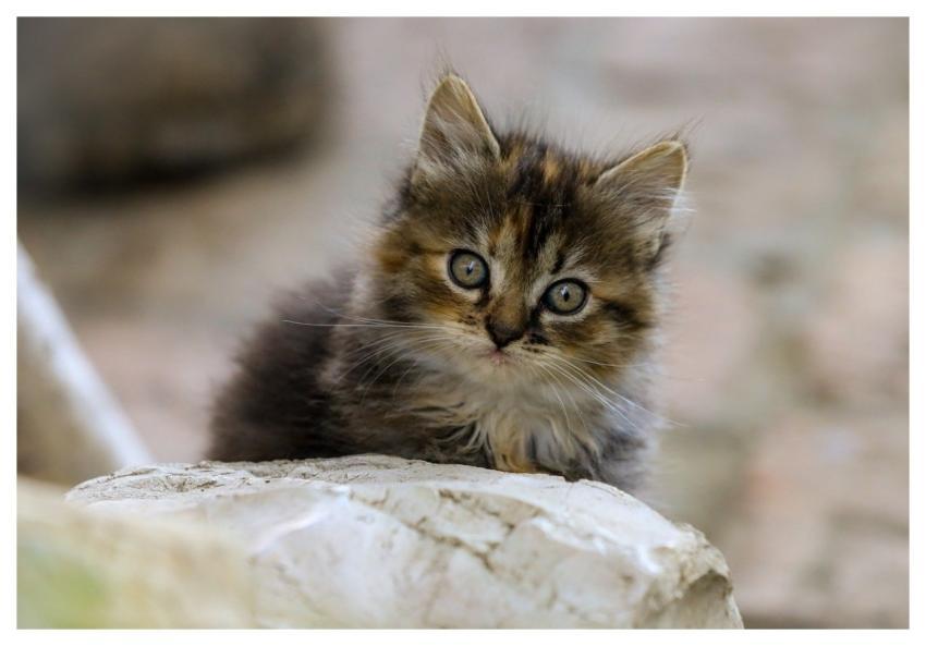 Cat Domestic Cat Nature Animal