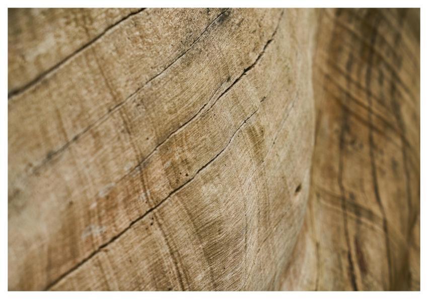 Abstract Brown Tree Timber