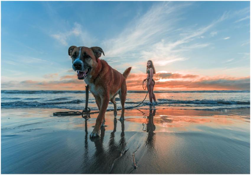 A woman and her dog enjoying a sunset walk along E