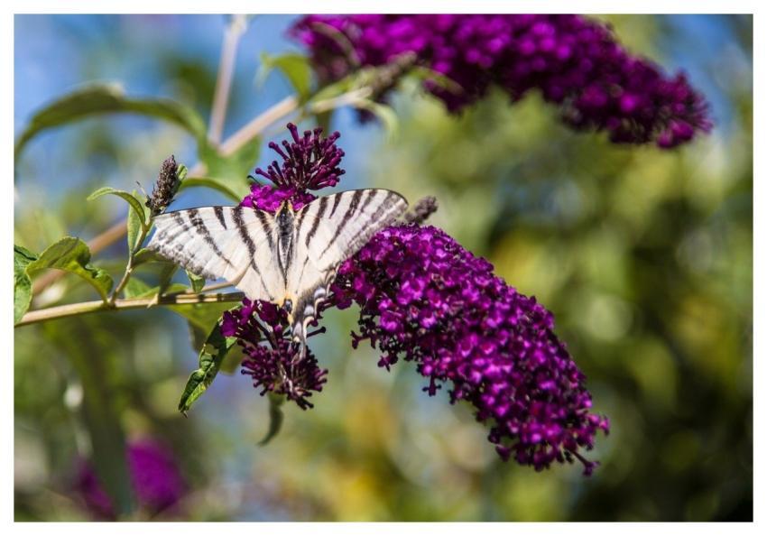 Butterfly Insect Nature Fauna