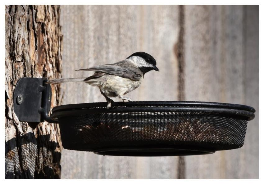 Chickadee Bird Feeder Animal Nature