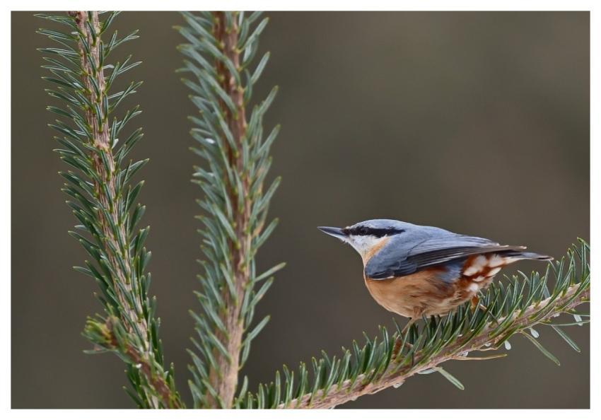 Bird Nuthatch Branch Winter