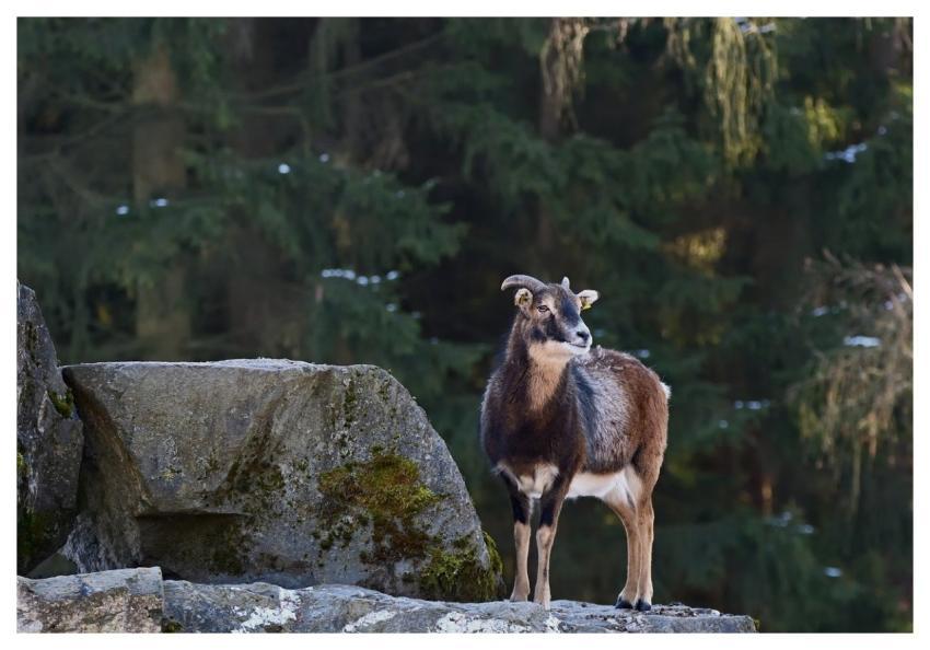 Mouflon Ram Mammal Horns