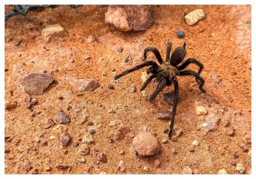 Amarika Monument Valley Utah Rock