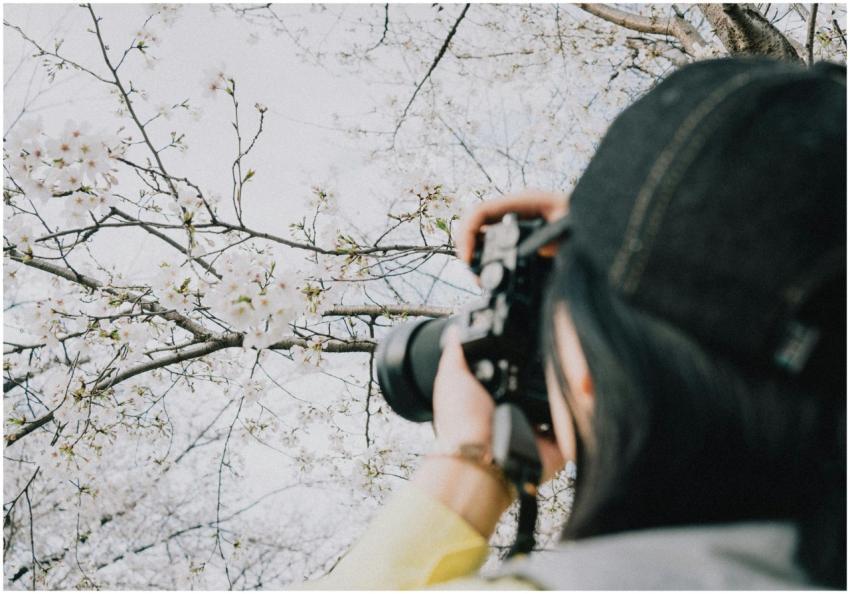 Photographer capturing cherry blossoms in spring,