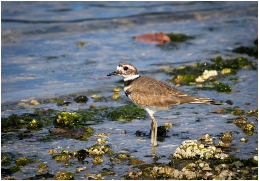 A Killdeer bird wading along rocky shoreline in a