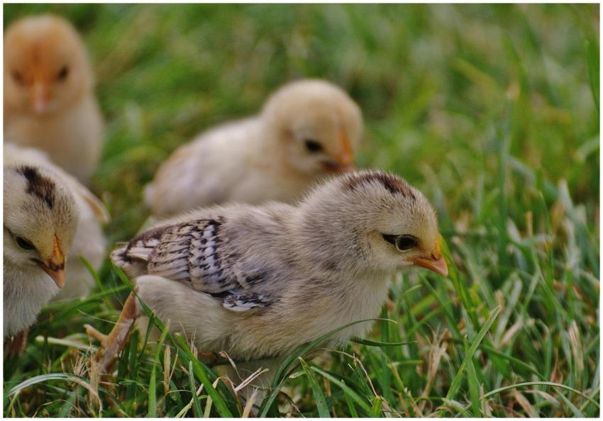 Cute chicks exploring grass, showing innocence and