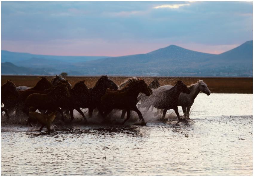 A herd of wild horses runs through water amid a br