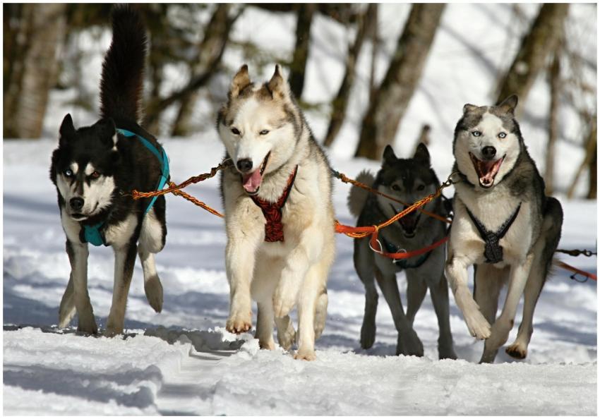 Four Siberian Huskies running in a winter wonderla
