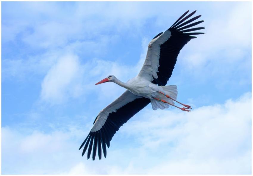 Majestic White Stork Soaring