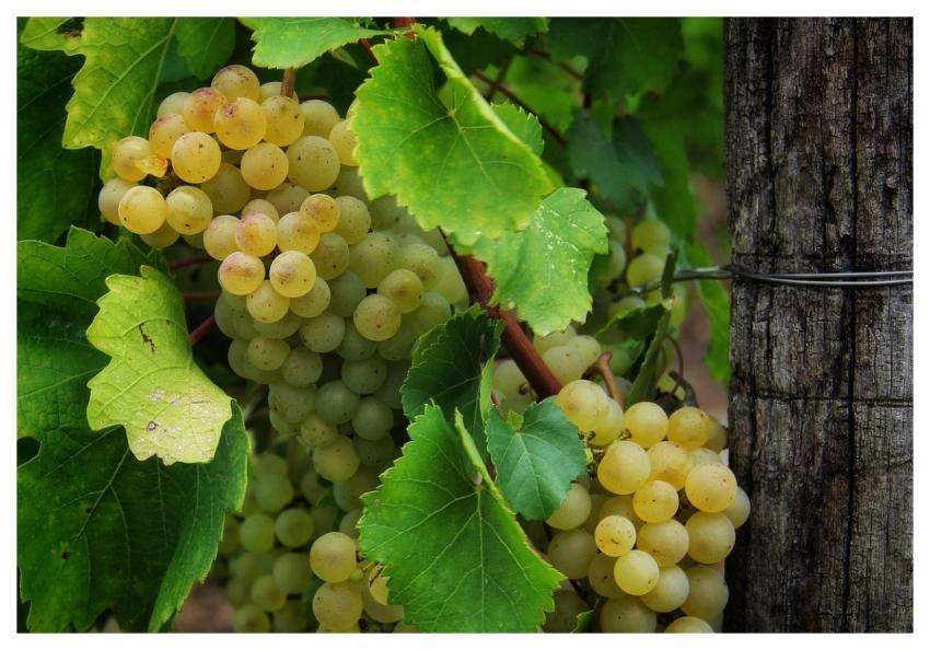 Grapes Fruit Food Health