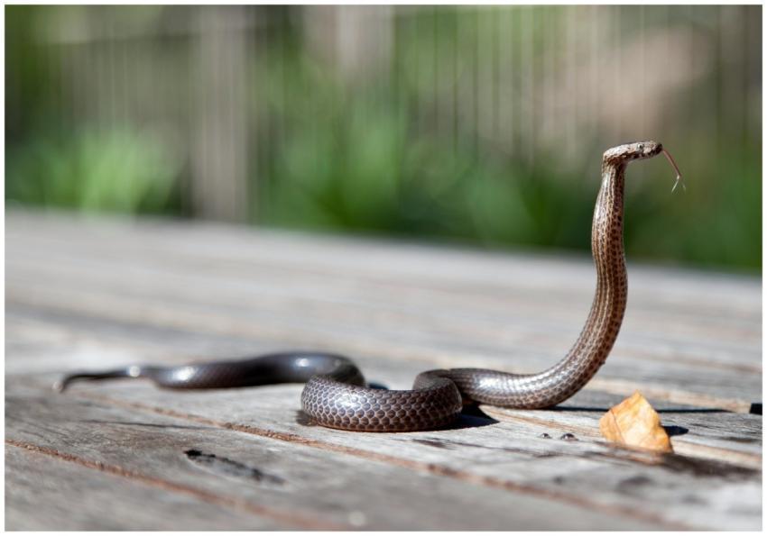 Brown snake with raised body and forked tongue on