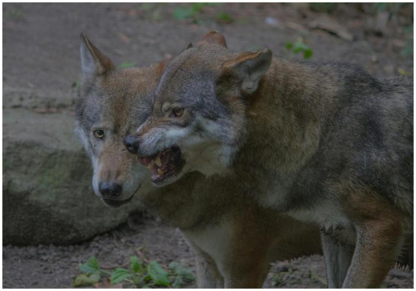 Two gray wolves displaying fierce expressions in a