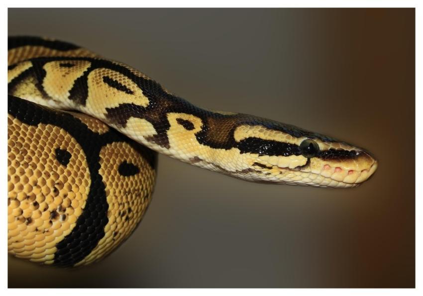 Snake Python Animal Ball Python