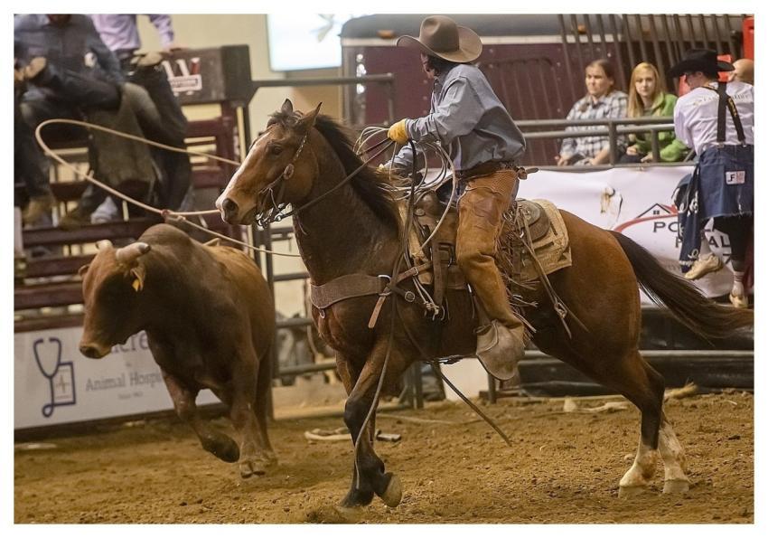 Cowboy Rodeo Western Horse