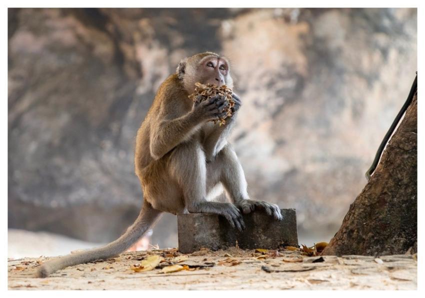 Monkey Nature Animal Toque