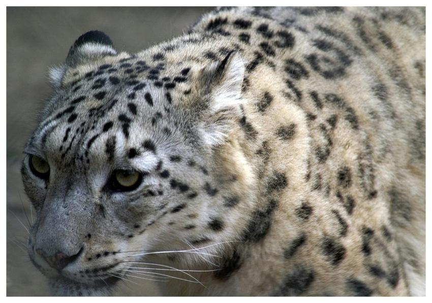 Detailed close-up of a snow leopard highlighting i