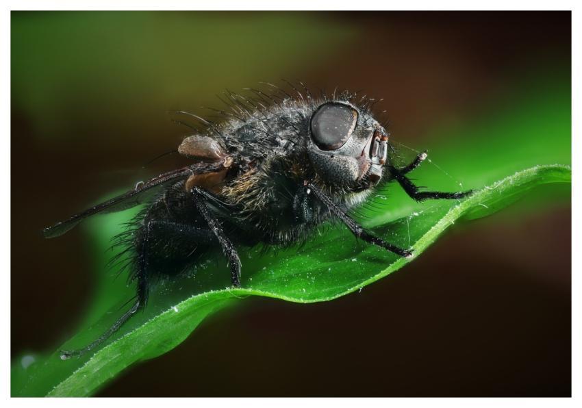 Fly Insect Bug Nature