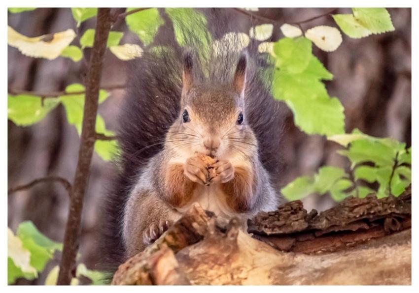 Red Squirrel Squirrel Hd Wallpaper Animal