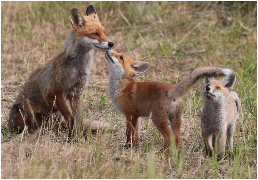 A red fox family captured in their natural habitat