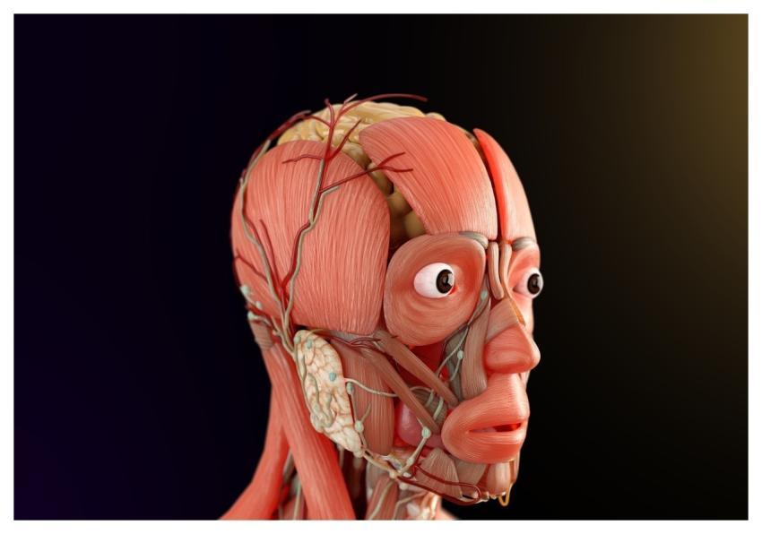 Human Anatomy Biology Nervous System 3D Render