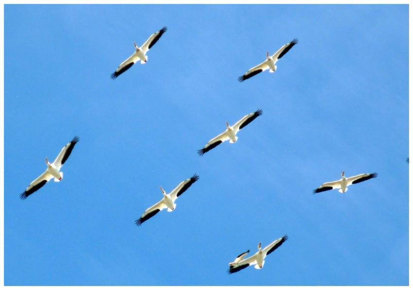 A group of white birds flying in formation against