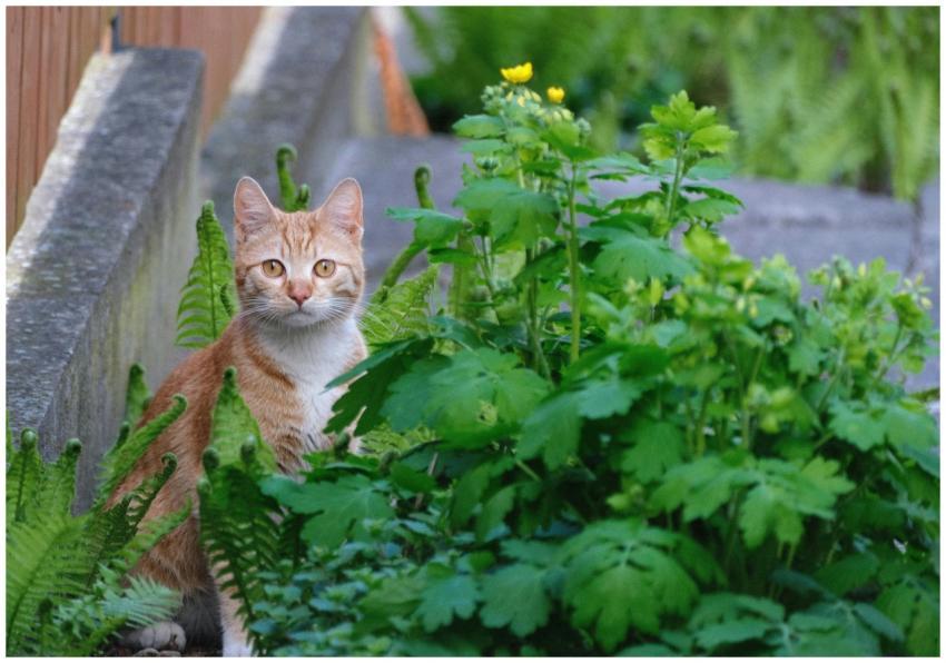 A curious orange cat peeks through green garden fo