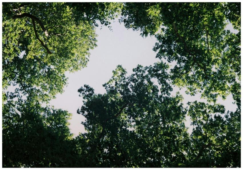 Serene view of dense forest canopy in Büyükada, İs