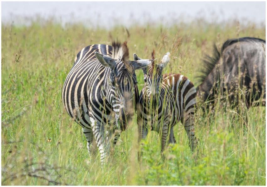 A pair of zebras standing in a grassy African sava