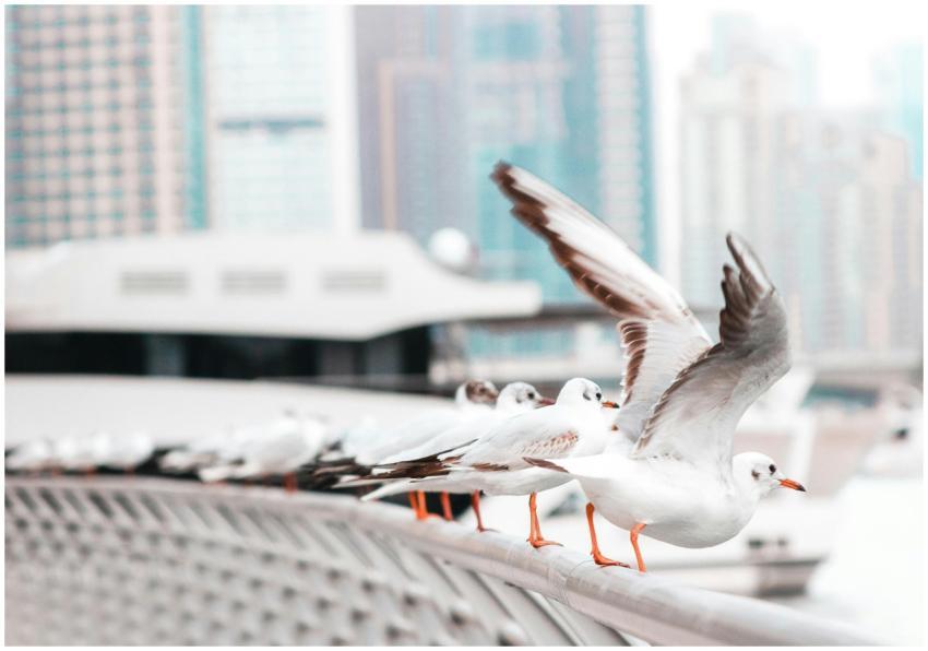 White seagulls resting on a city railing with a bl