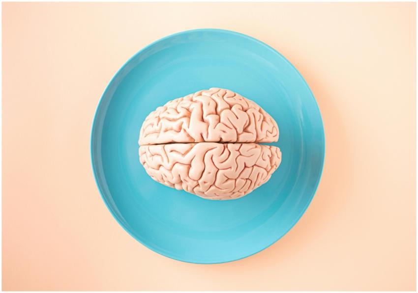 A human brain model placed on a blue plate, viewed