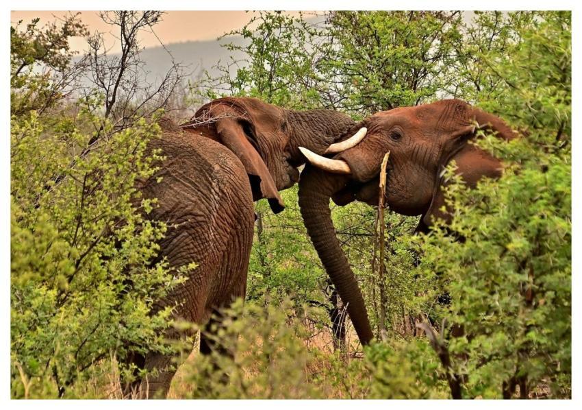 Elephants Wilderness Safari South Africa