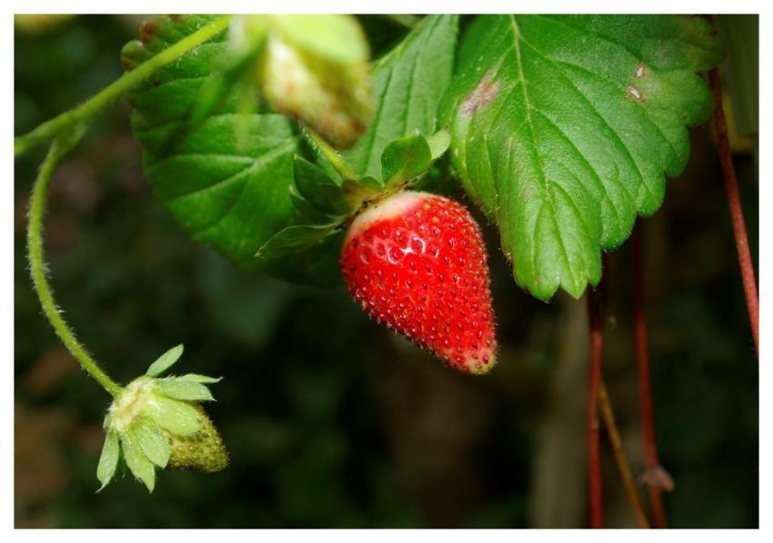 Erdbeeren Frucht Fruit Health