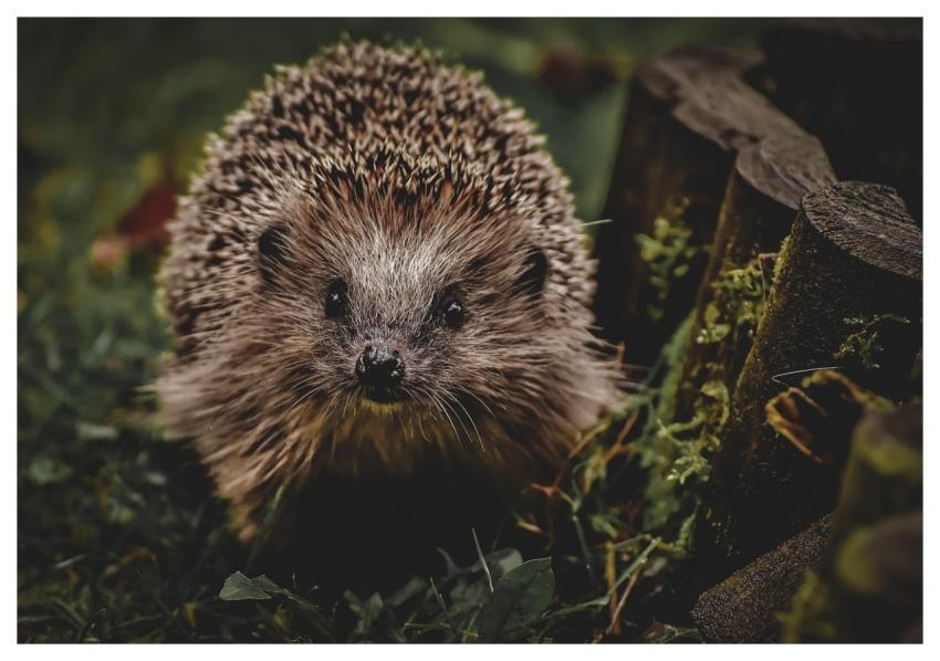 Hedgehog Animal Spur Nature