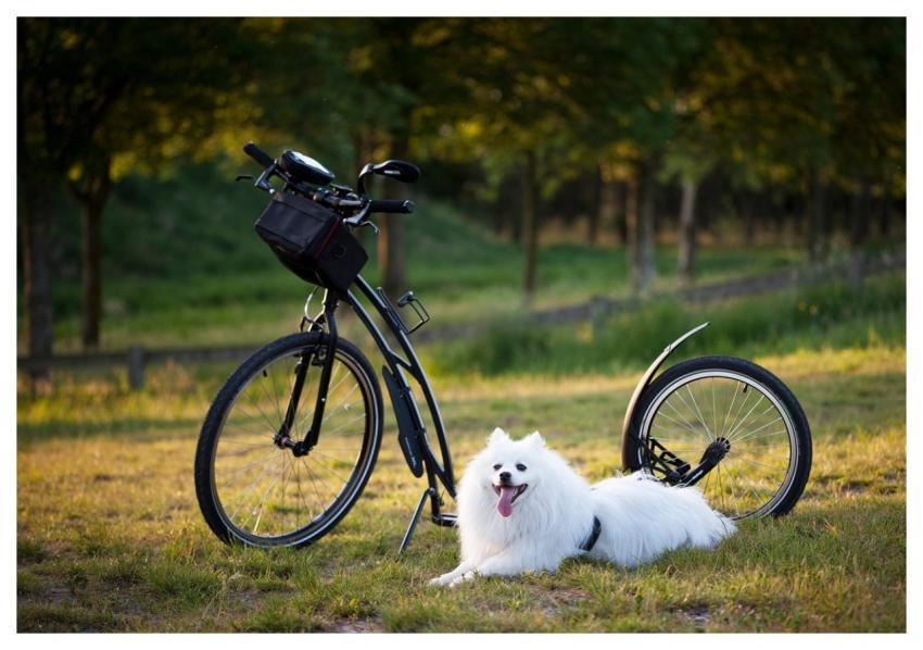 Dog Scooter Bicycle Wheels