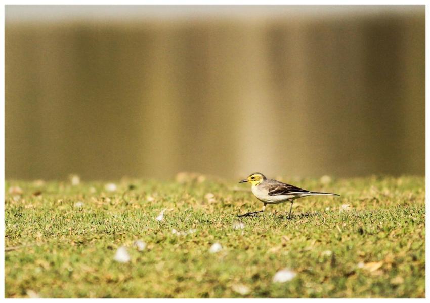 Close-up of a Yellow Wagtail (Motacilla flava) str