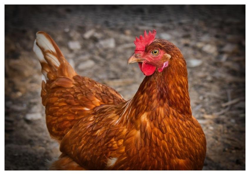 Chicken Hen Animal Poultry