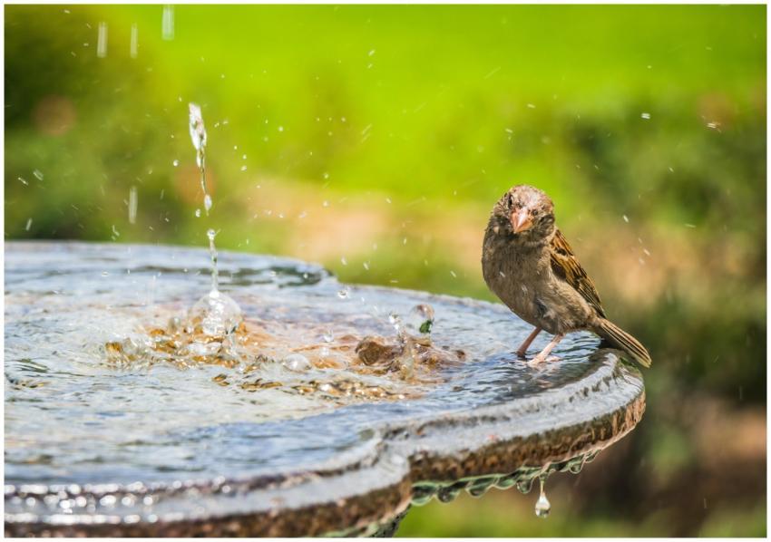 A sparrow perched on a birdbath rim, splashing in