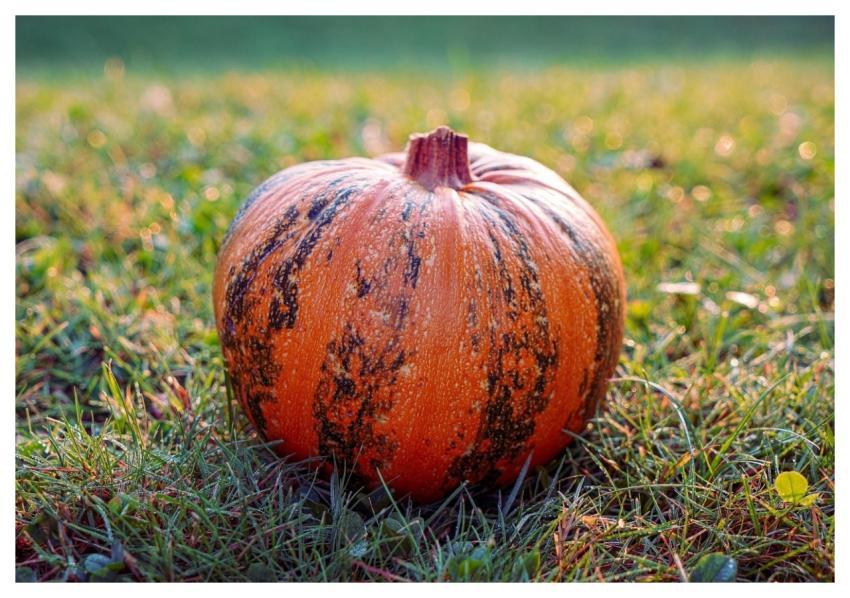 Pumpkin Vegetable Autumn Fall