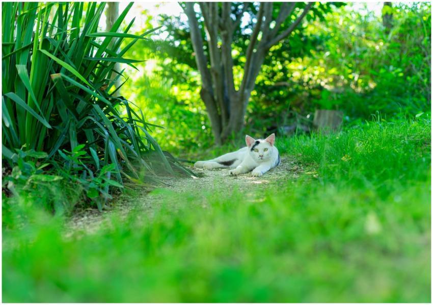 A domestic cat lying in a vibrant green garden in